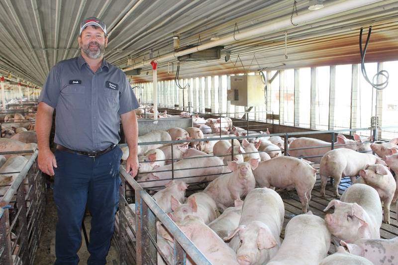 Berkeley Boehne checks on the pigs in his feeder to finish barn on his farm in DeKalb County in north-central Illinois. He custom feeds hogs for local people on two sites that together have the capacity for 10,000 pigs.