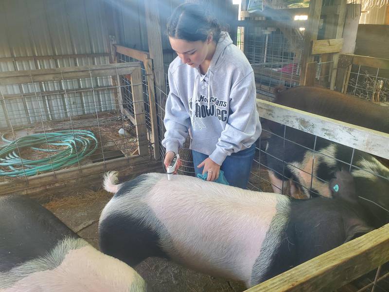 Kylie Neisler takes the temperature of a pig for one of her agriscience projects that tested the effects of swine show conditioners.