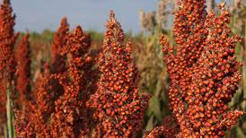 Livestock show preference for Purdue sorghum variety, research shows