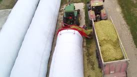 Farmers turn to high-moisture corn silage for nutritional boosts