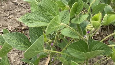 Illinois crop progress for the week ending July 7