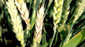 Fungicide application timing critical for managing wheat diseases