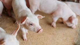 Checkoff study shows soybean meal increases weight gain and feed efficiency in growing pigs