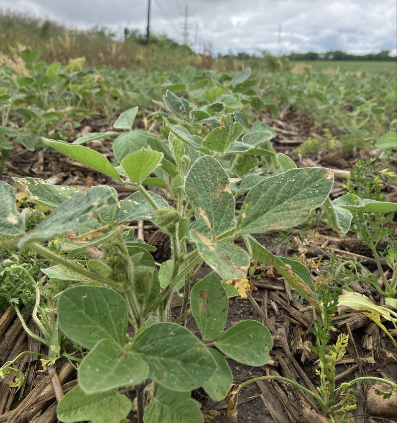 Indiana crop progress.