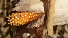 State corn-husking competition returns to Nappanee in October