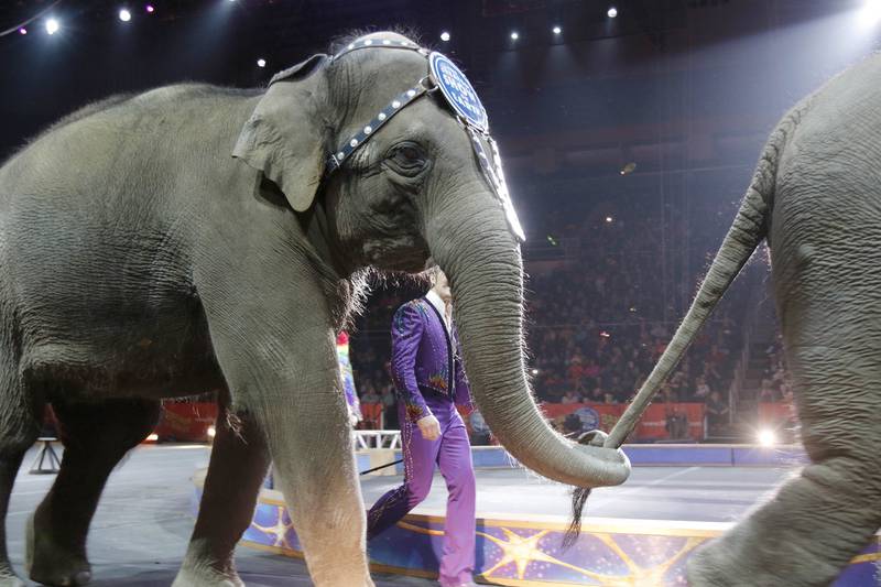 Asian elephants perform for the Ringling Bros. and Barnum & Bailey Circus, May 1, 2016, in Providence, Rhode Island.