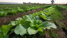 Keeping lettuce safe from farm to table