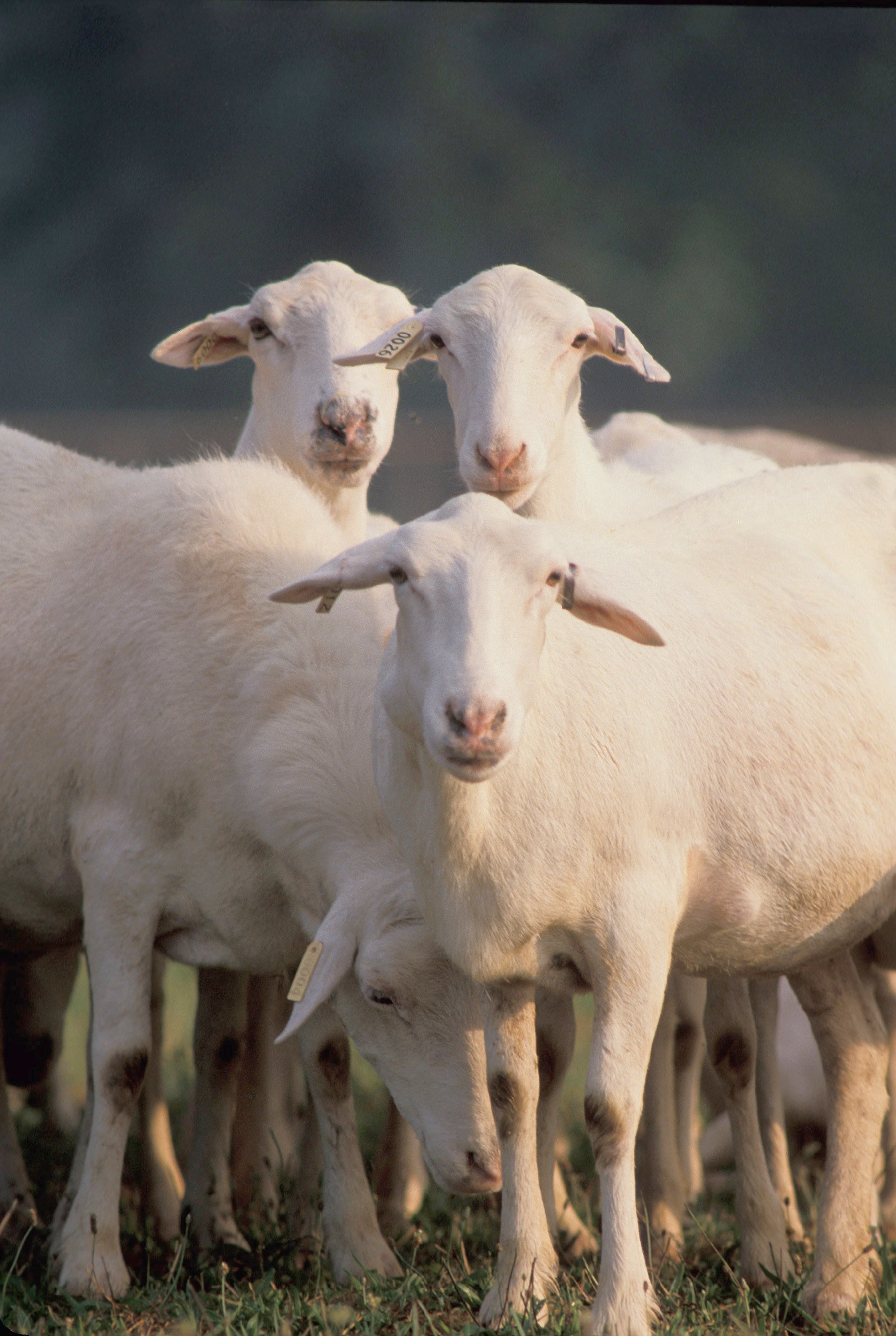 The Indiana Sheep Association is one of the oldest livestock organizations in Indiana. It was originally founded as the Indiana Wool Growers Association in 1876 to encourage local shepherds to come together to share ideas and expertise, to promote lamb and wool in the state and to educate communities about the value of sheep and the sheep industry.