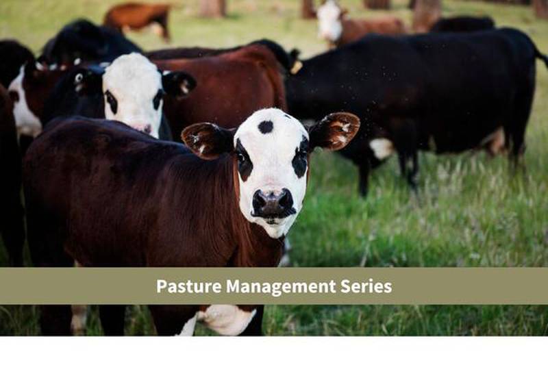 “Pasture Management: Recovering from 2023,” hosted by University of Illinois Extension, will focus on recovering from the drought and short forage supply in three evening sessions.