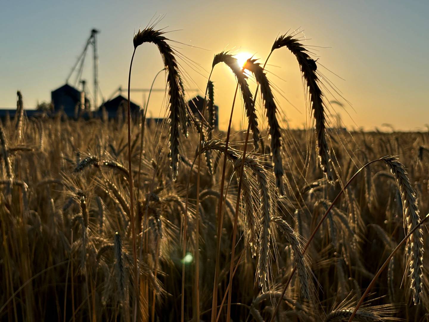 “Bassett Farms” — Jennifer Kurtz: “Wheat harvest 2024.”