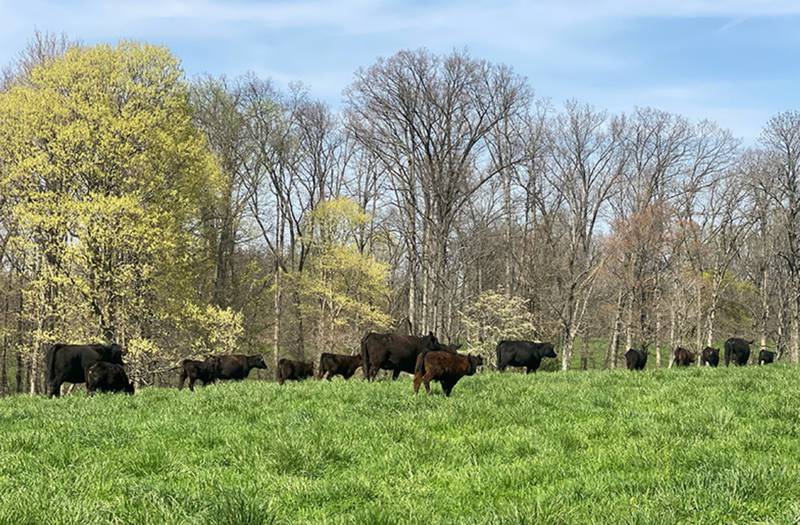 The Grasslands Partnership invites forage-based livestock producers to become partners in a demonstration and research effort that will assist in the implementation of grasslands management practices.