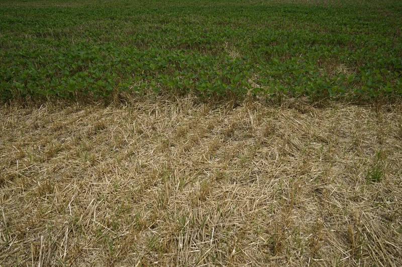 Soybean and wheat fields are seen on a farm in Kankakee, Illinois.