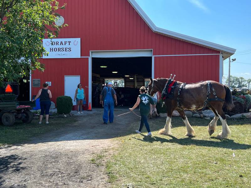 Horses enter the Draft Horse Barn at LaPorte County Fair.