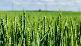 Illinois wheat crop making strides