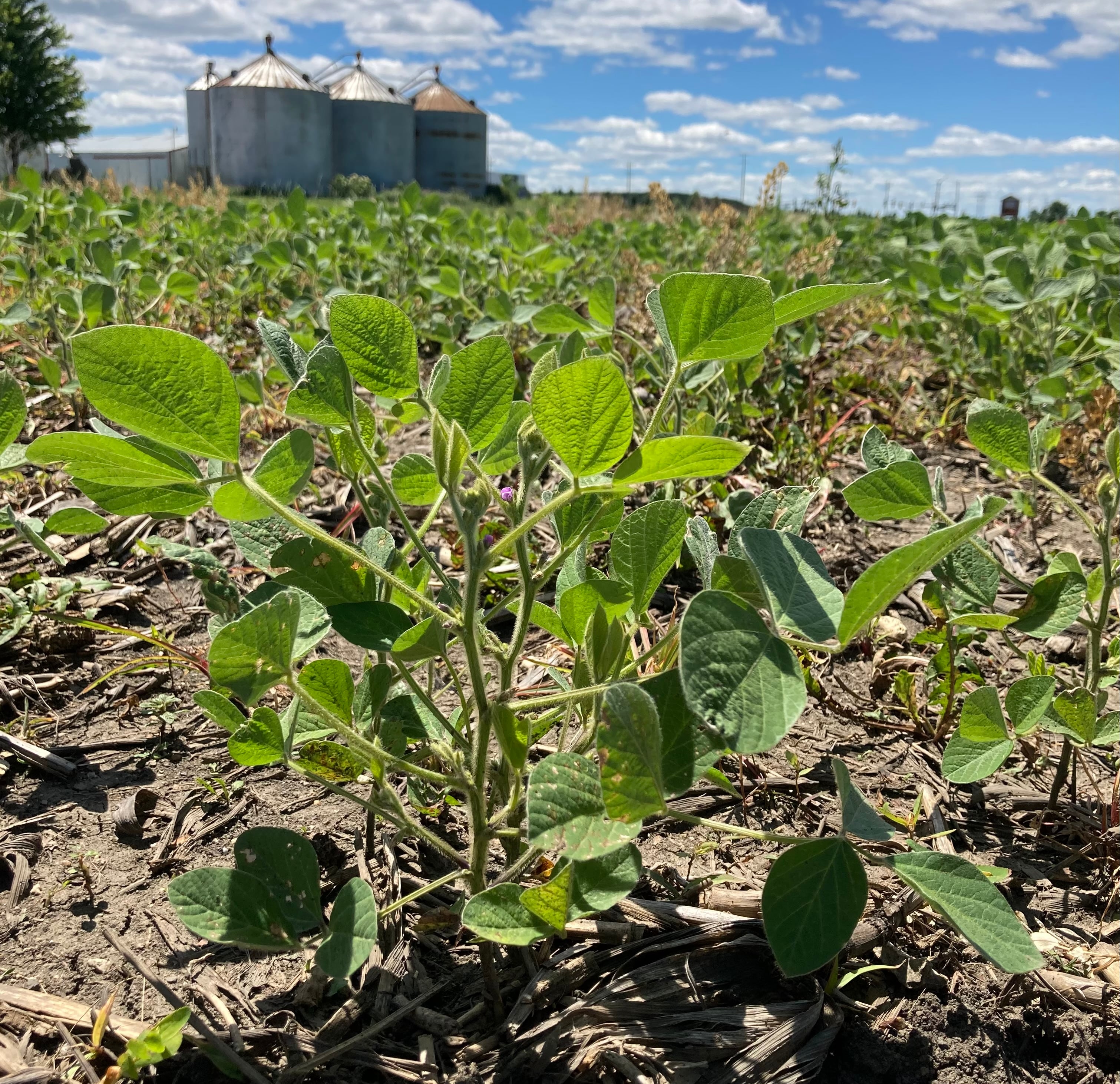 Illinois crop progress for the week ending June 30