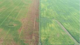 Understanding edge effect on cornfields