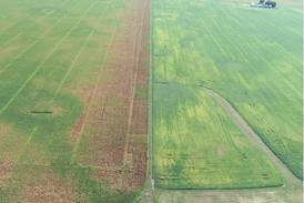 Understanding edge effect on cornfields