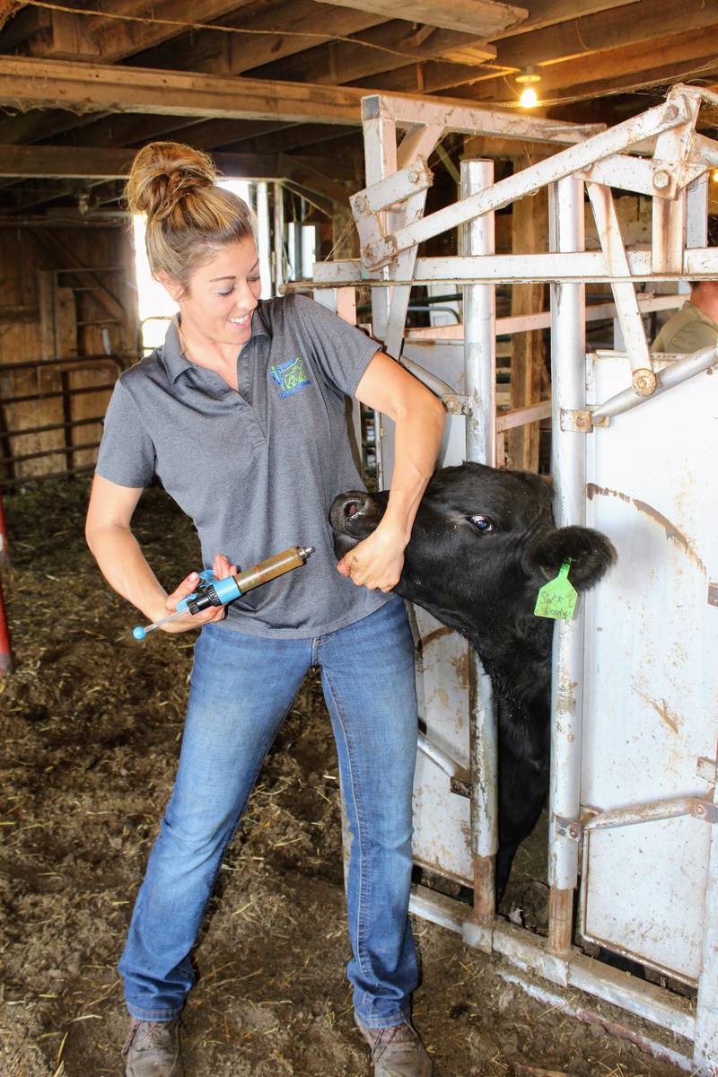 Calves are given a nasal vaccine by veterinarian Taryn Pfeiffer. This vaccine has three respiratory components that target a different part of the immune system and it results in less stress on the calves compared to giving them another injection.