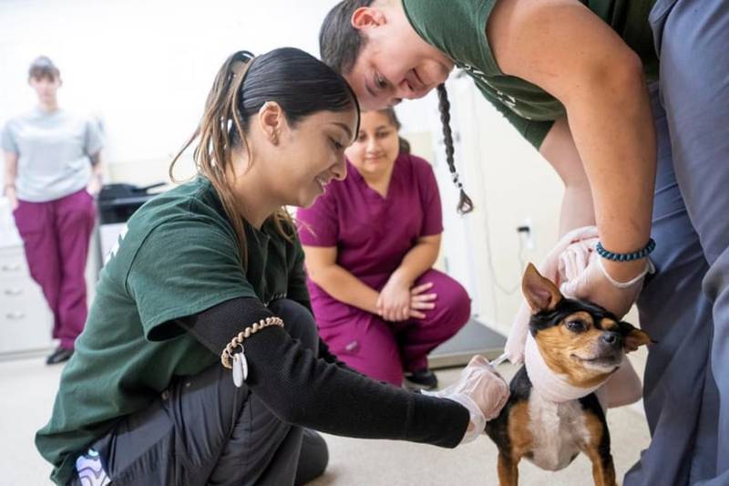Veterinary technicians assist licensed veterinarians with a wide array of tasks. In many ways, vet techs perform duties for animals that are similar to what a nurse might do for humans.