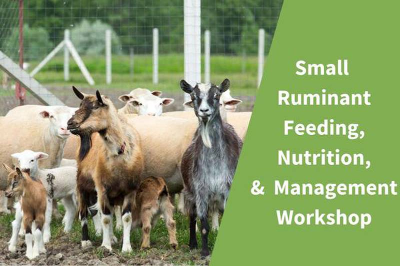 Owners and managers of small ruminant livestock are invited to join U of I Extension livestock specialist Teresa Steckler for a Small Ruminant Feeding, Nutrition and Management Workshop at 9 a.m. on Saturday, Sept. 21.