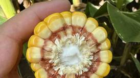 Crown rot threat in cornfields this fall