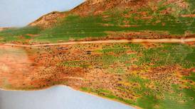 Tar spot changing the fungicide game