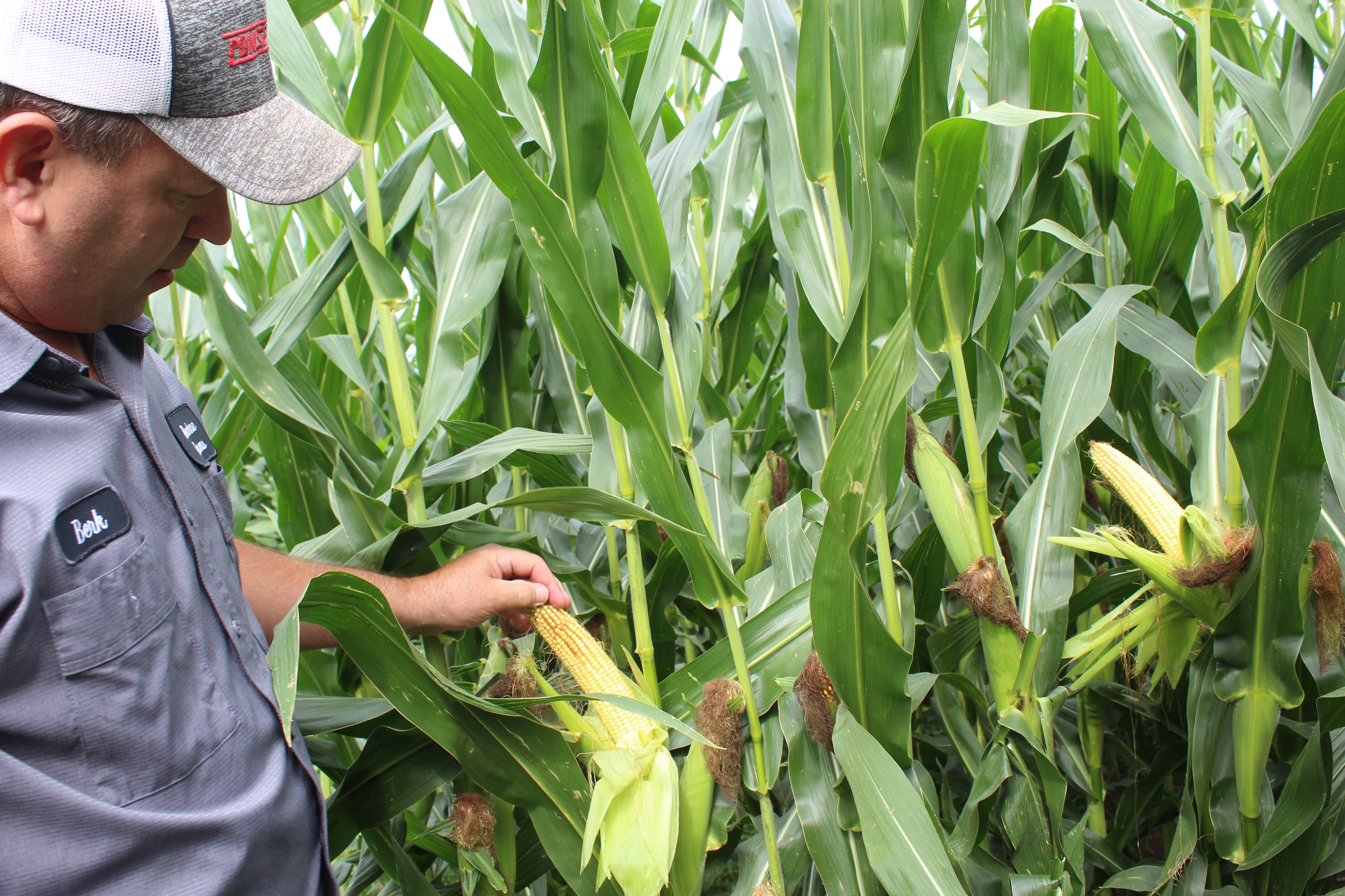 Record wheat yields; corn and soybean crops looking excellent