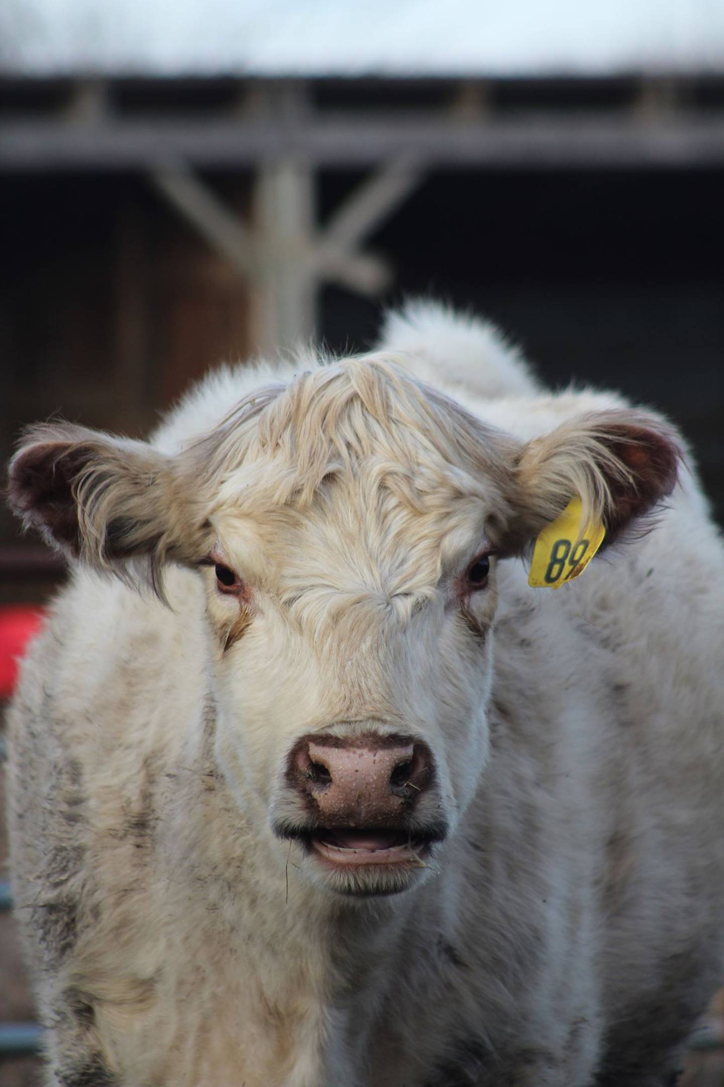 “Moo-deling” — William Petla: “An amazing piece of pasture modeling.”