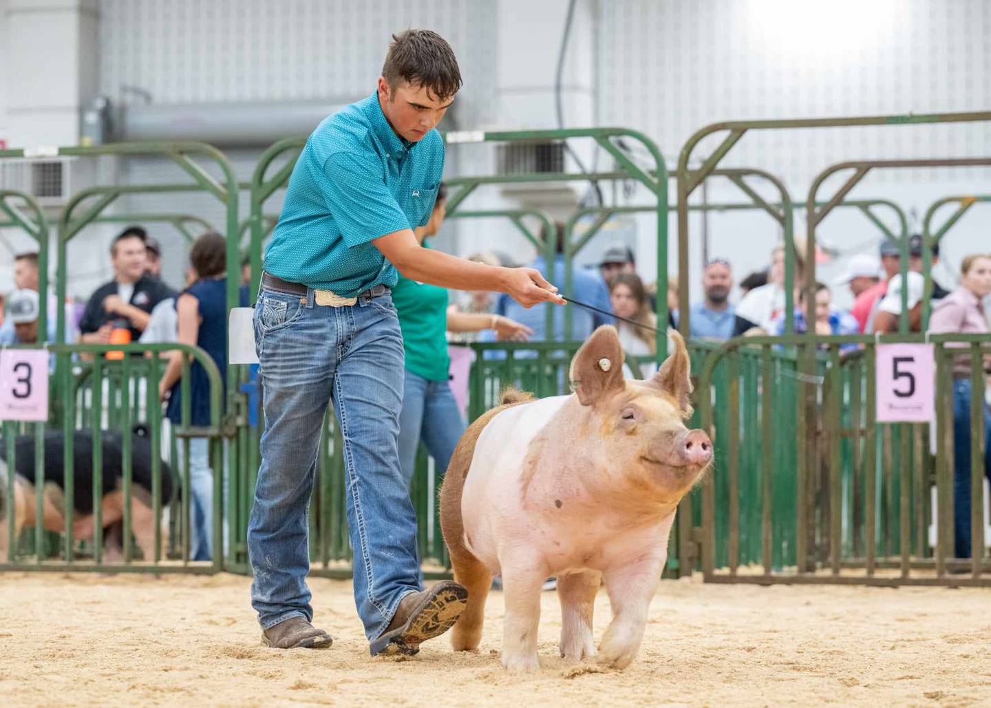 Braxton Pittman shows his pig at one of the many competitions he travels to each year including jackpot events and county and state fairs.