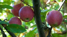 Producers need to stay proactive to manage the risk of apple disease