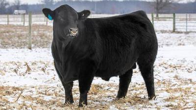 Select and nominate 2025 Illinois performance tested bulls