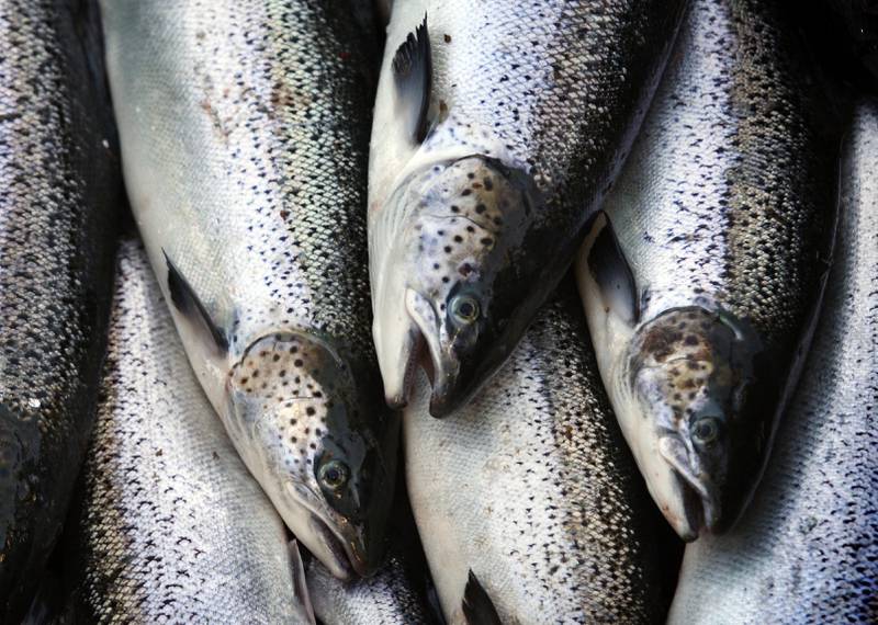 Farm-raised Atlantic salmon move across a conveyor belt as they are brought aboard a harvesting boat.