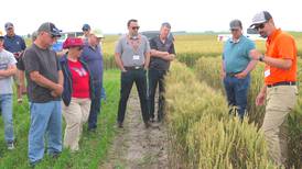 Wheat genetics at turning point for yield, protection