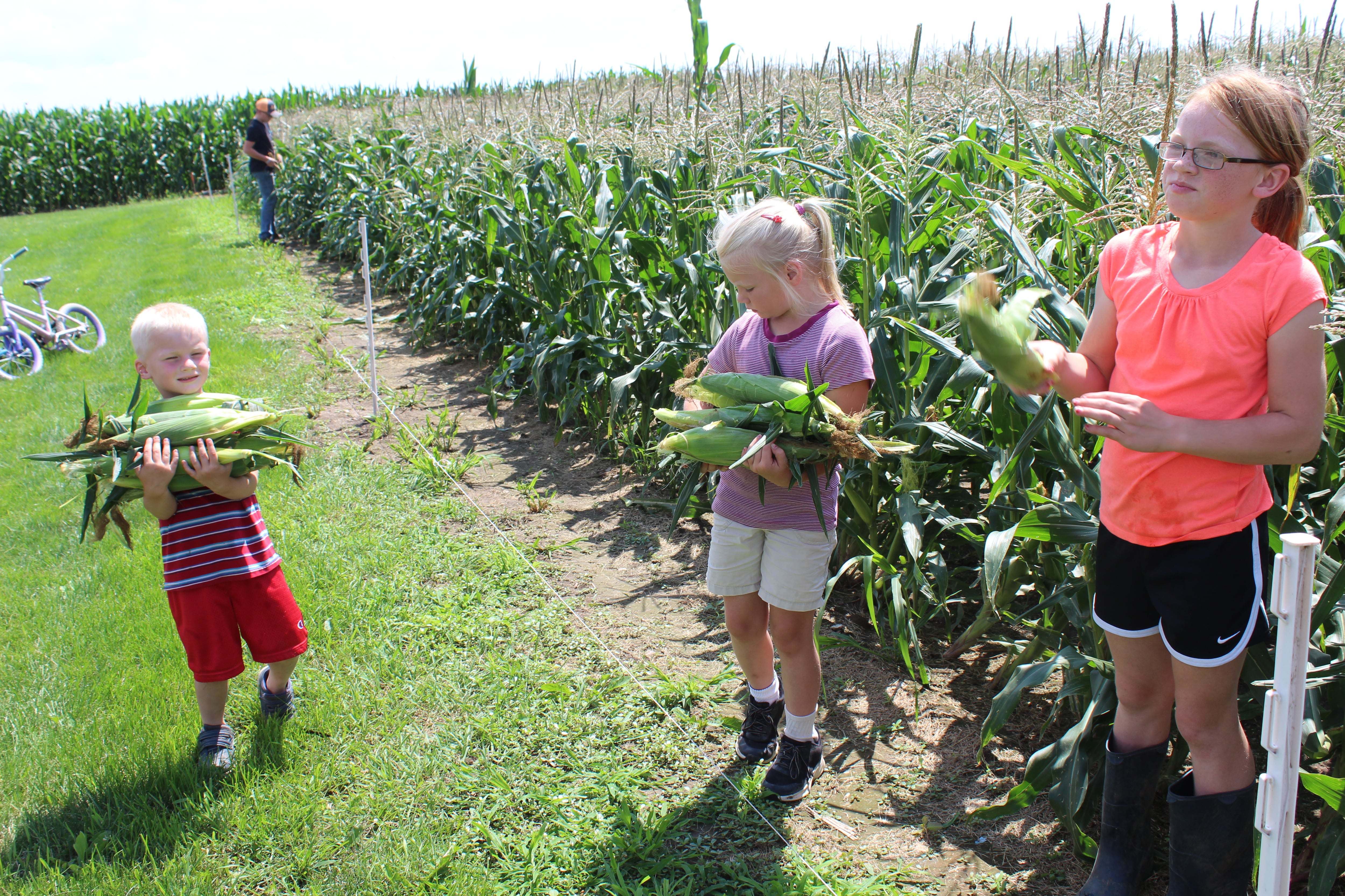 Anthony (from left), Austin (far back), Adalynn and Emilie Rahn pick sweet corn from the one-acre patch that will be sold at a roadside stand. The kids harvest sweet corn each morning to restock the wagon that is located along Route 64.