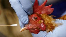 CDC asks state health departments to aid in fight against avian influenza
