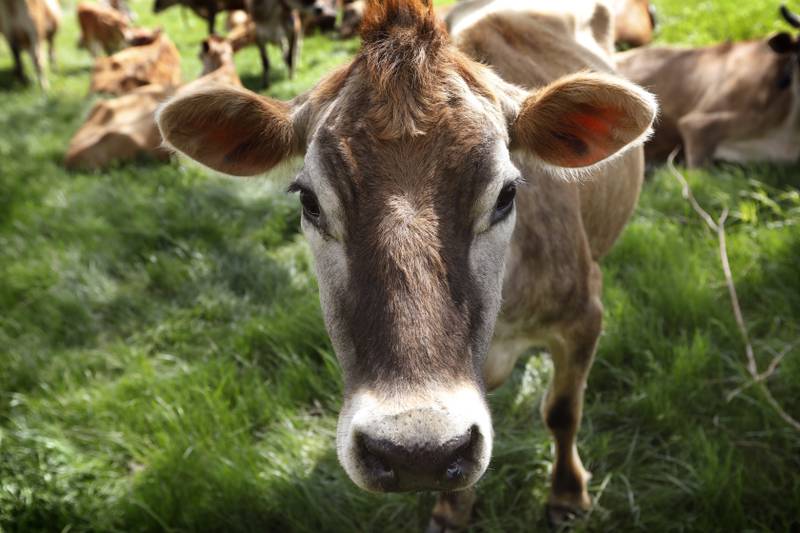 A Jersey cow feeds in a field in Iowa.