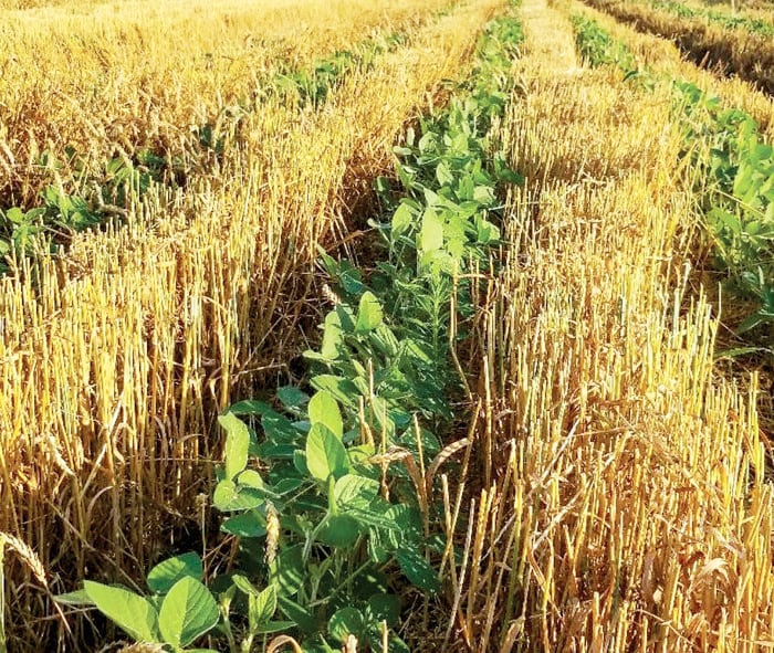 Trials focus on improving double-crop system