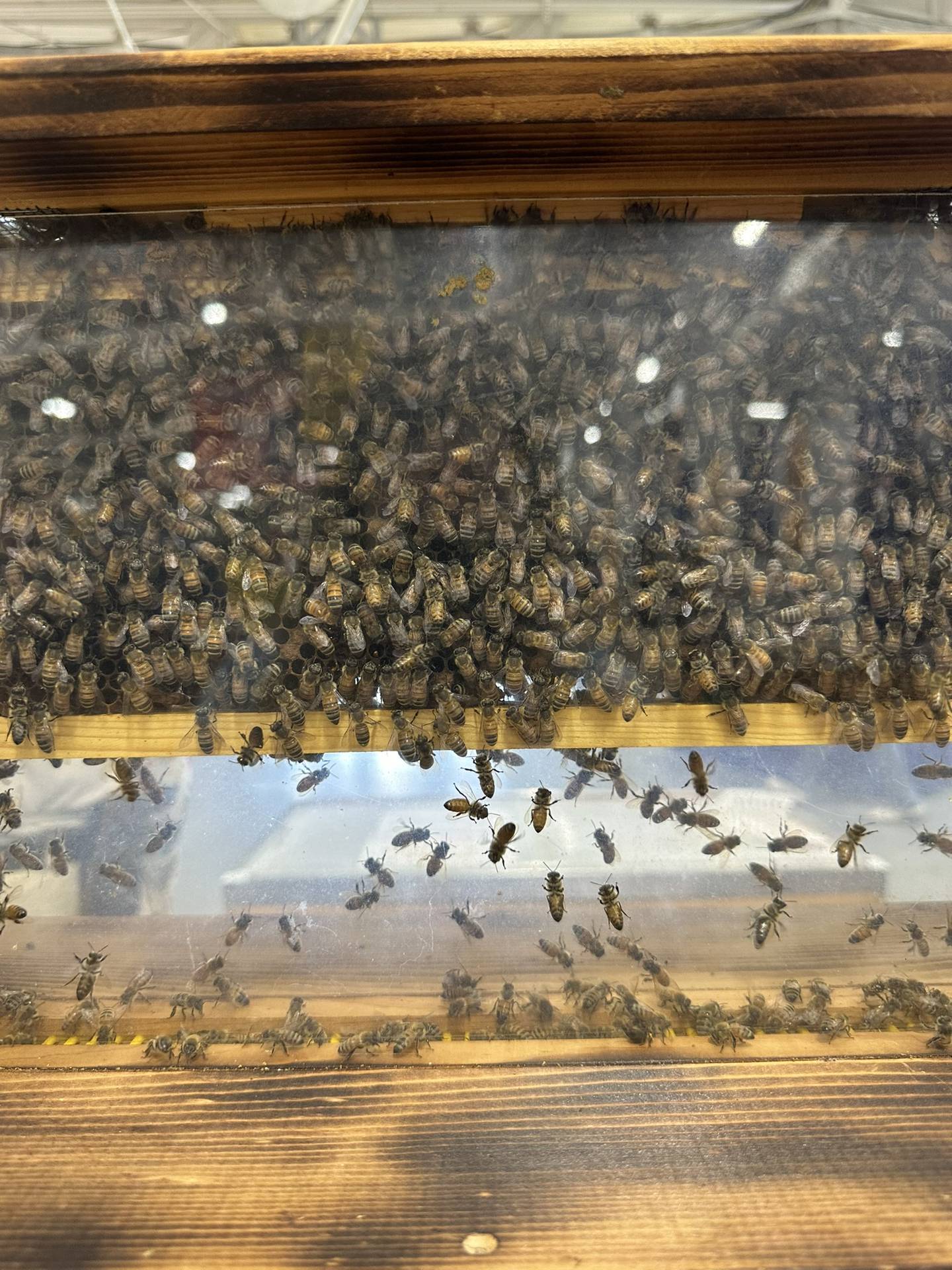 Bees buzz inside the honey booth in the Ag/Hort Building, where the Beekeepers of Indiana raise money and educate fairgoers about all things honey.