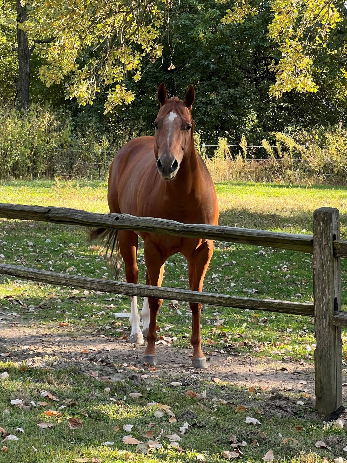 “Horse in Pasture” — Zoey Kasparie: “Beautiful chestnut horse, Lizzie, in the pasture. Caring, loving, beautiful horse sad to see her owner walk back to the barn.”