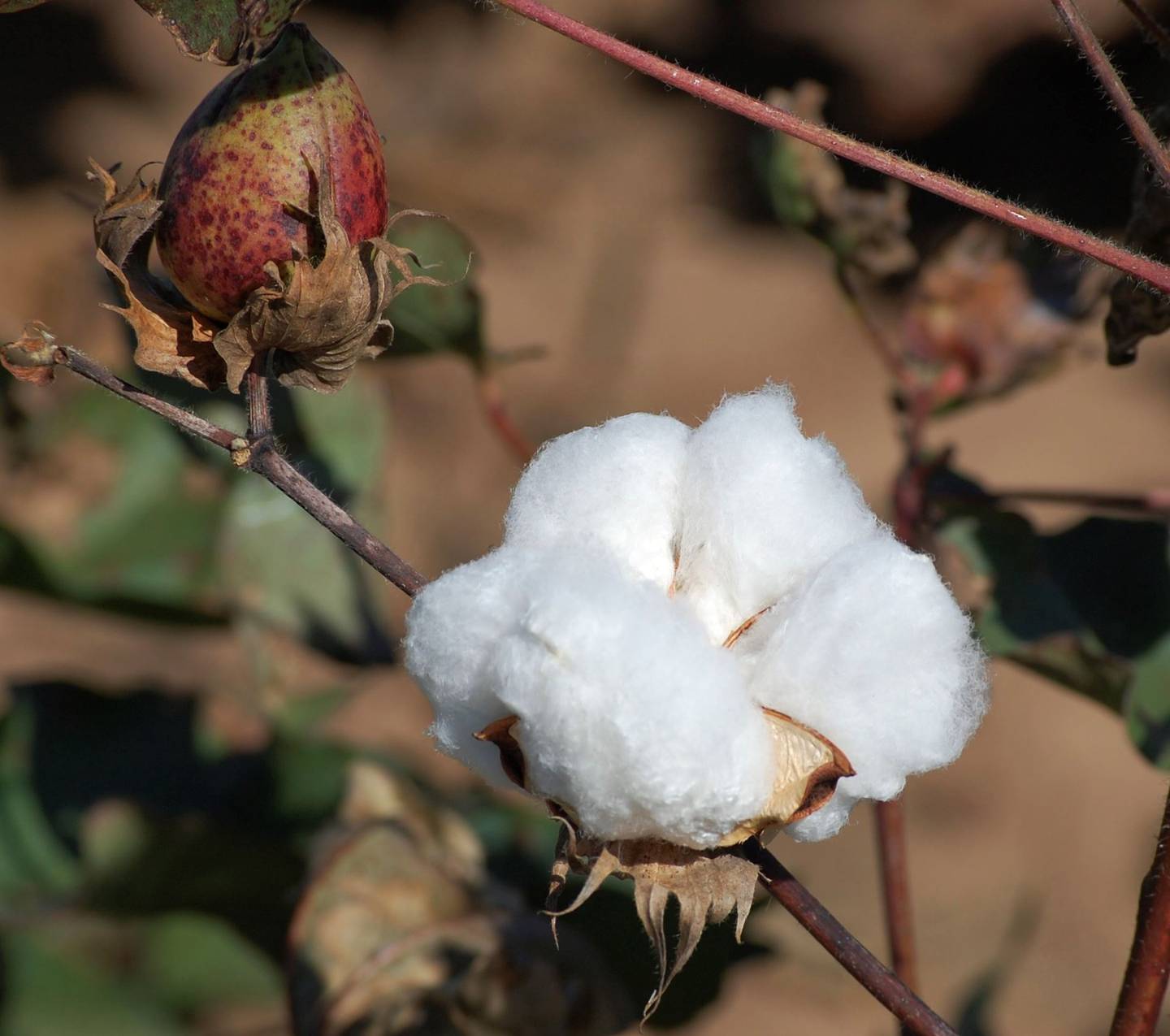 “Texas Cotton” — Michael Malone: “West Texas cotton crop.”