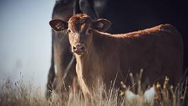 From gate to plate: Proper vaccine administration can help boost consumer confidence in beef