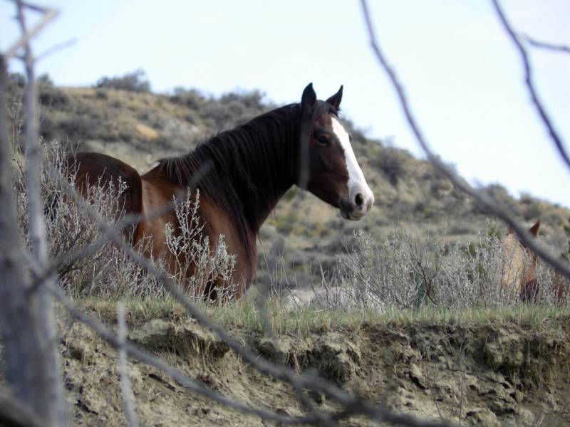 A wild horse stands near a hiking trail in Theodore Roosevelt National Park near Medora, North Dakota. Park officials have proposed removing the wild horses, which wild horse advocates fear will happen. The park has proposed no action or reducing the horses to zero in expedited or gradual methods. A decision is expected in early 2024.