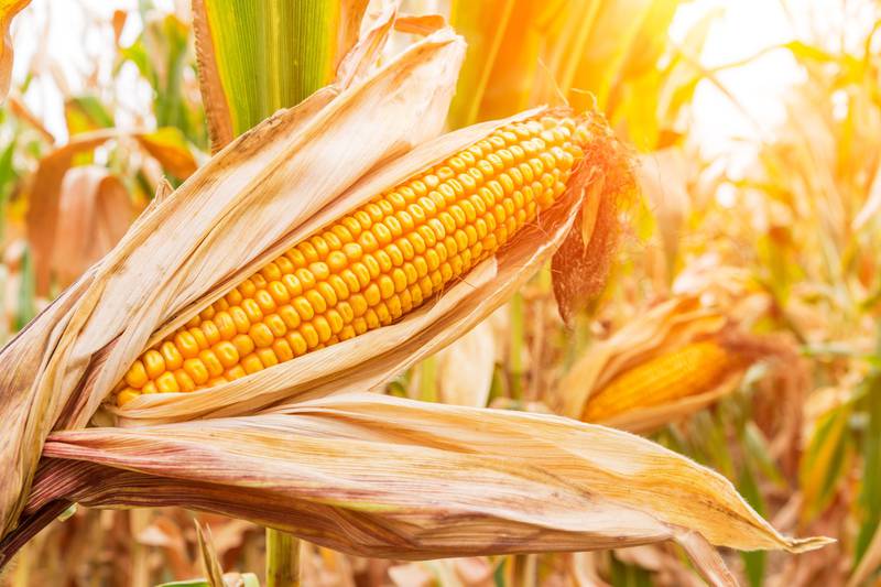 According to the U.S. Grains Council’s 13th annual Corn Harvest Quality Report, the 2023 U.S. corn crop is the largest on record with the lowest percentage of broken corn and foreign material to date.