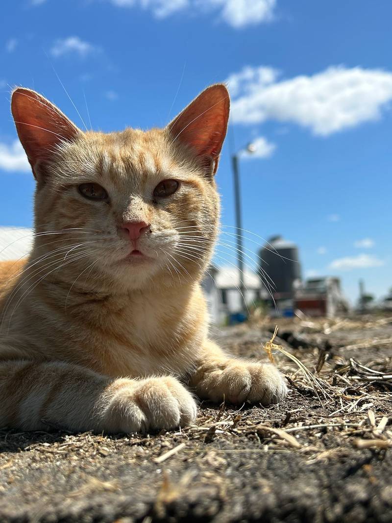 “George the Farm Cat” — Benjamin Biros: “George is quite the farm cat. He is gentle, always at your heels, and a favorite of everyone.”