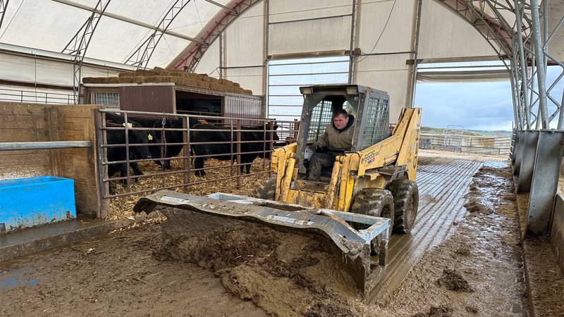 Brady Shank operates a skid steer to clean the barn on the farm where he works that has a 300-head cow/calf herd.