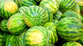 Chow Line: Deep yellow field spot on watermelon key to choosing sweet, ripe melon