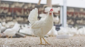 Egg farm eliminates chick culling 