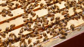 The Zipline: The buzz around pollinators