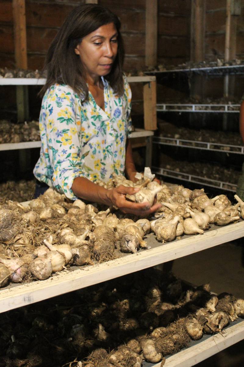 Silvia Abel-Caines grows nine varieties of garlic and is currently drying about 75,000 bulbs in a barn on the McHenry County farm in northern Illinois. It takes about three weeks for the hard neck garlic to dry and once the garlic is dried the best way to store it is in clay pots.