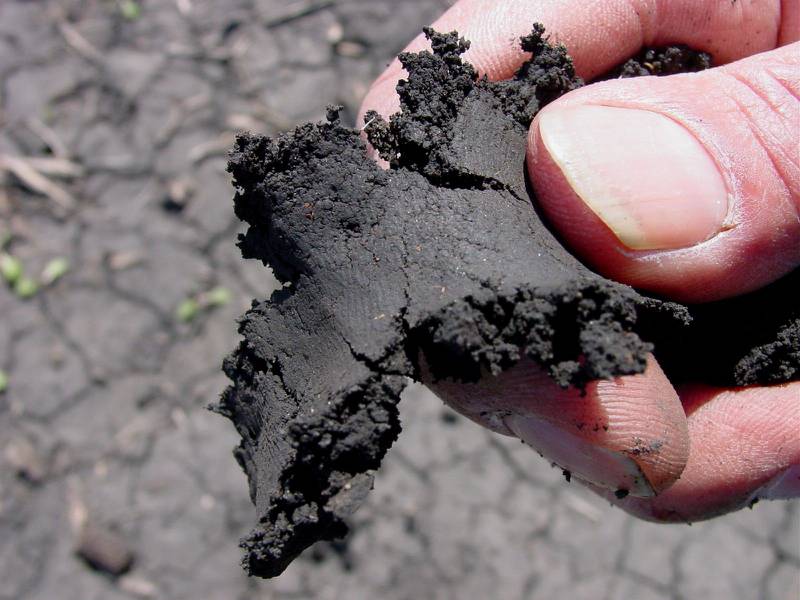 Soil that is too wet to plant forms a ribbon when squeezed between your thumb and forefinger.